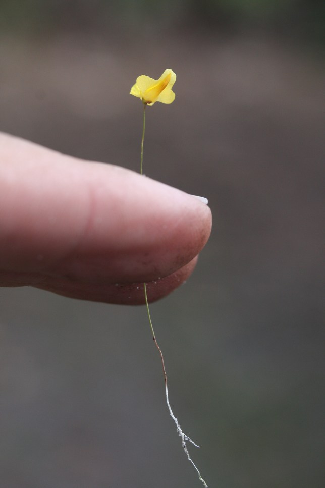 Utricularia whole plant