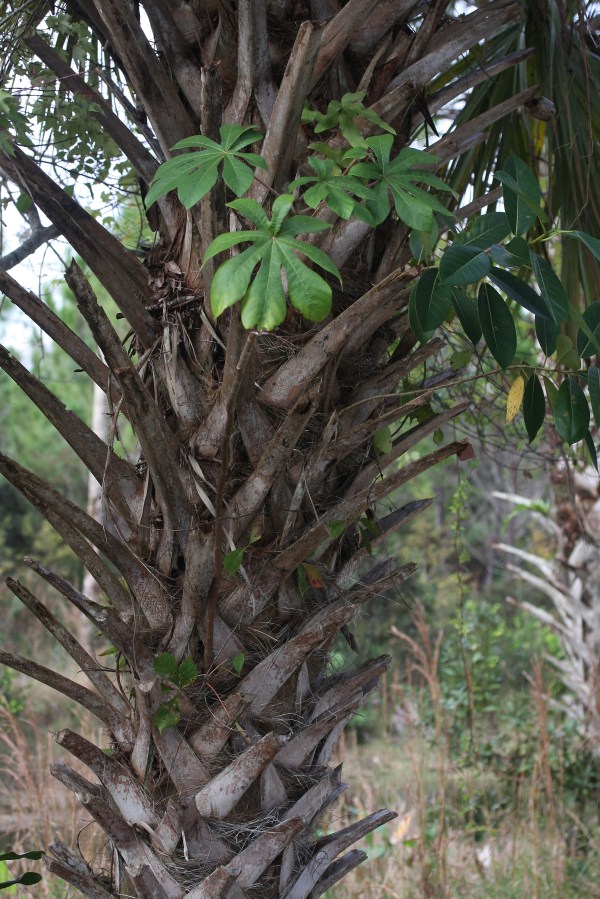 Cecropia in palm