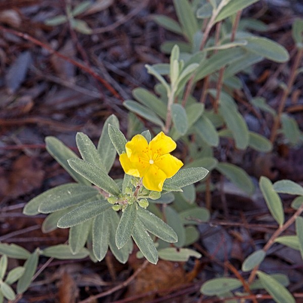 Helianthemum nashii close 2