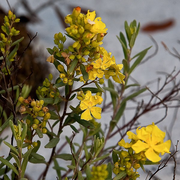 Helianthemum nashii close