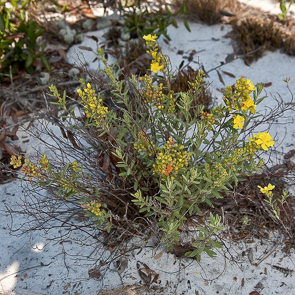 helianthemum nashii far
