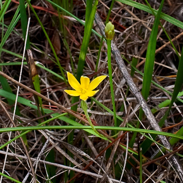 Hypoxis juncea 1