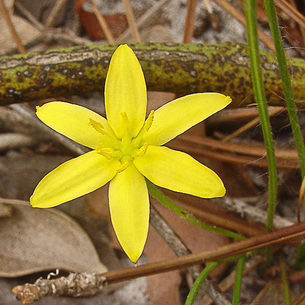 hypoxis juncea 3