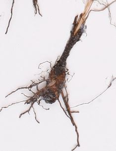 hypoxis tuber