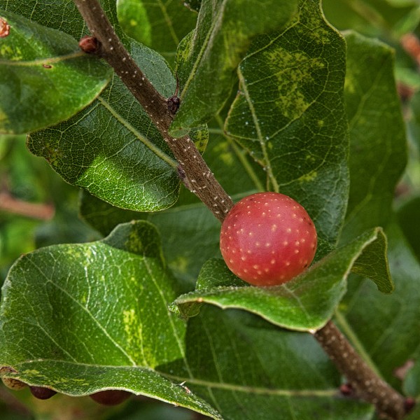 Quercus chapmanii with gall
