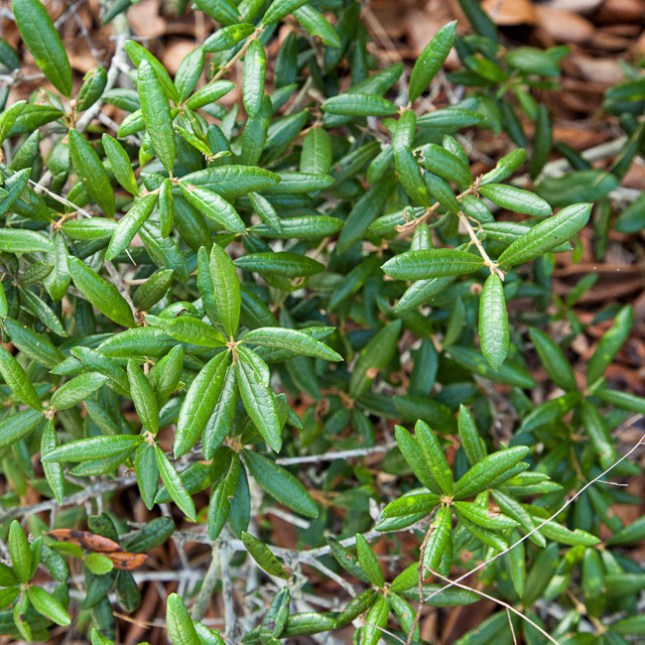 Quercus germinata 8