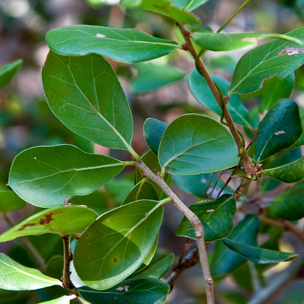 Quercus myrtifolia 4