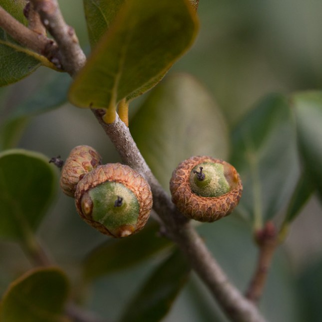 Quercus myrtifolia 6