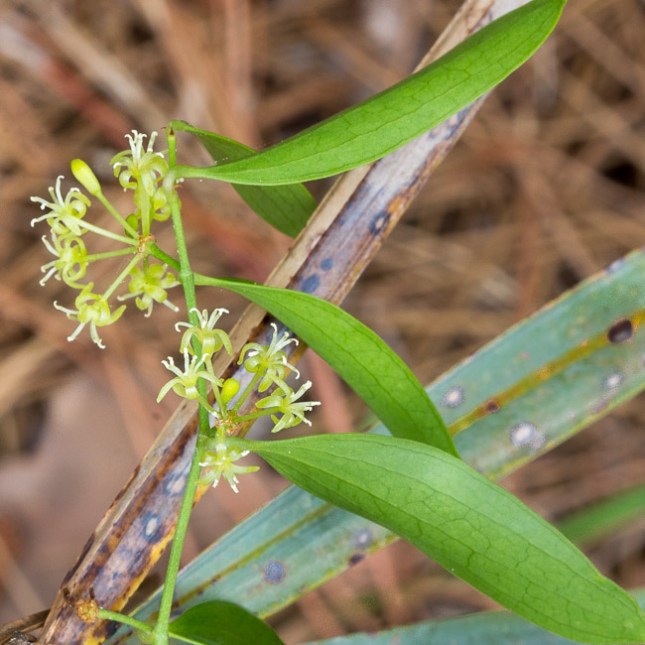 Smilax auriculata 13