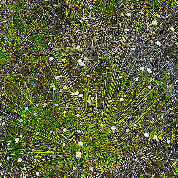 Syngonanthus flavidulus 1 (1) clump.jpg