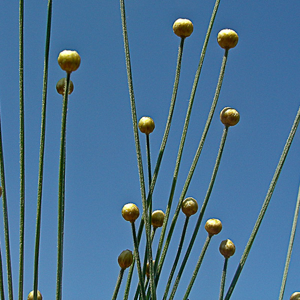 Syngonanthus flavidulus closed