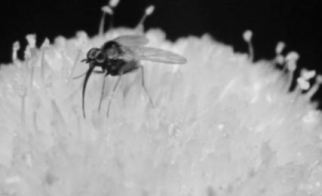 syngonanthus fly