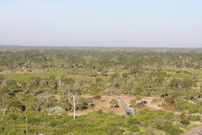 tower view giraffe