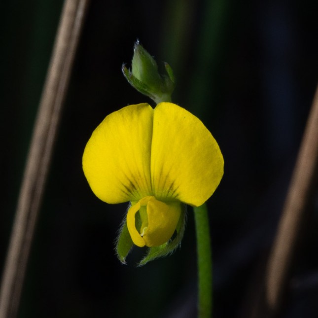 Crotalaria rotundifolia 5