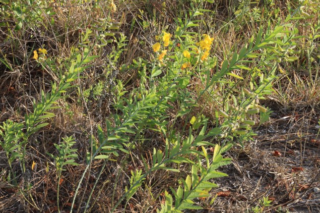 Crotalaria spectabilis Jan1