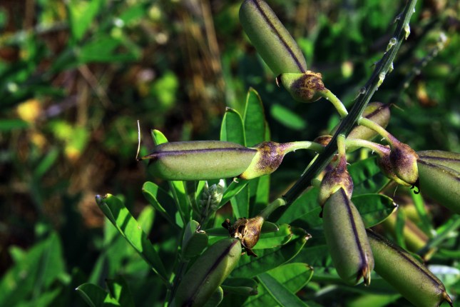 Crotalaria spectabilis pods