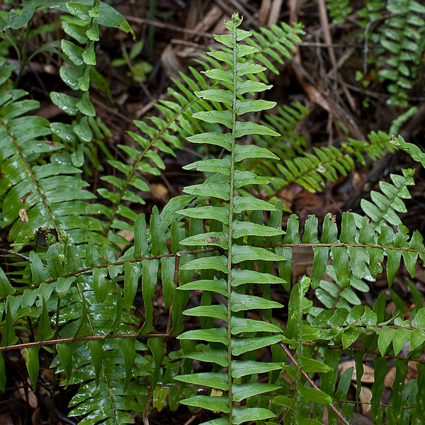 Nephrolepis exaltata 2