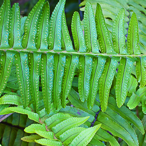 Nephrolepis exaltata 3