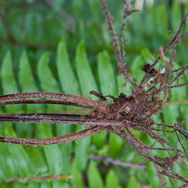 Nephrolepis exaltata 4