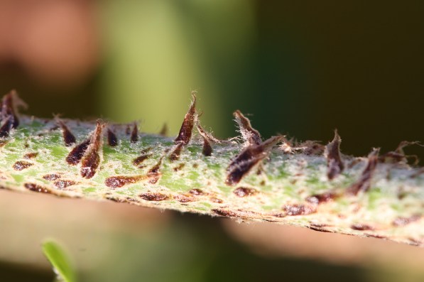 Nephrolepis multiflora scales
