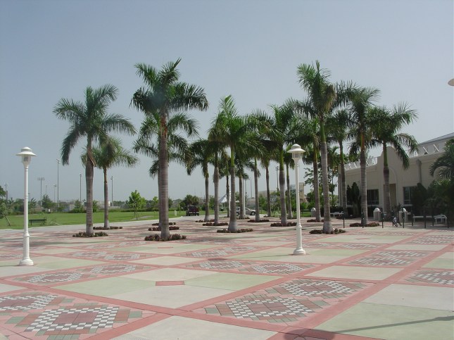 Roystonea regia