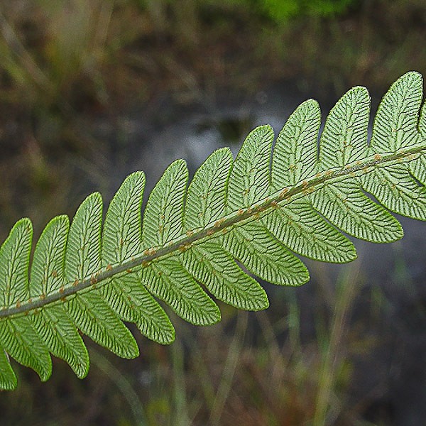 Woodwardia virginica 3