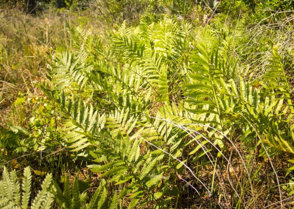 Woodwardia virginica 7
