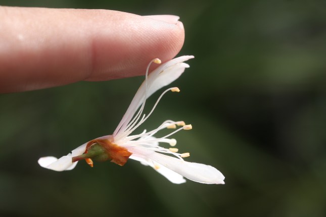 Bejaria racemosa sticky