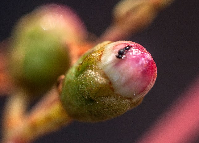 bejaria racemosa trapped bug