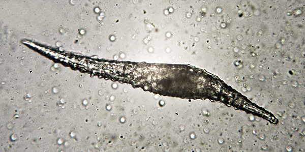 phyla hair