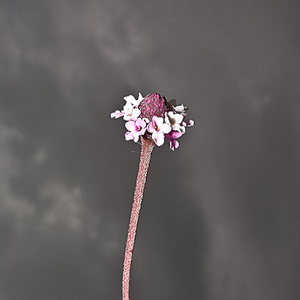 Phyla nodiflora 3