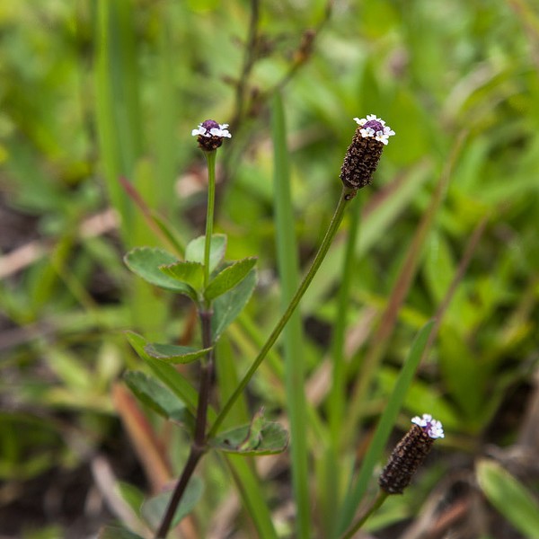 phyla nodiflora jb far