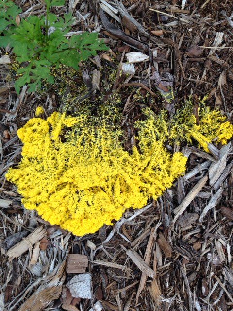 physarum 2 pb