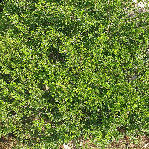 Randia aculeata 1 - Copy