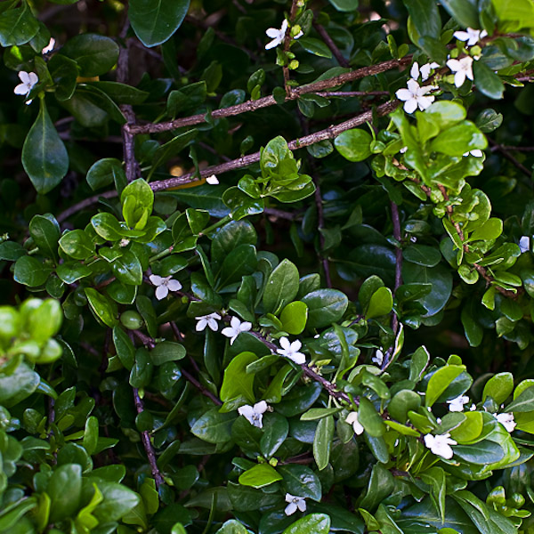 Randia aculeata 2 - Copy