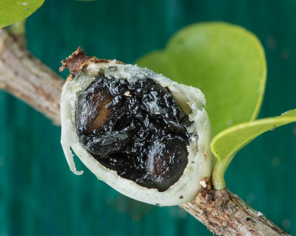 Randia aculeata 4 - Copy