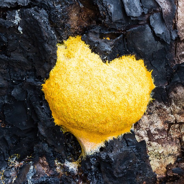 Slime mold JB