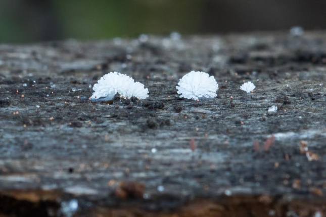 slime mold john