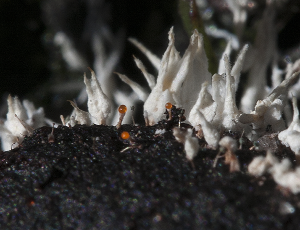 trichia-decipiens-slime-mold-on-hog-manure