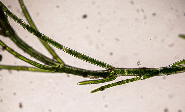 Basicladia branched