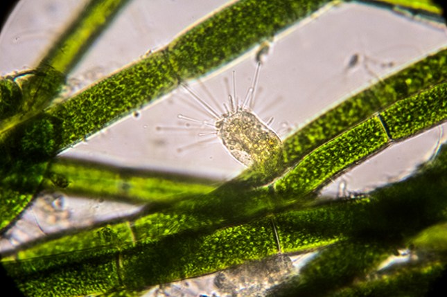 Basicladia suctorian