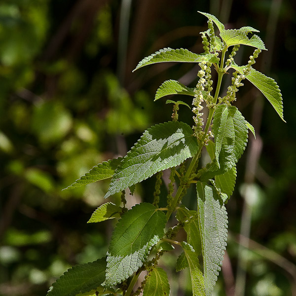 Boehmeria cylindrica 2