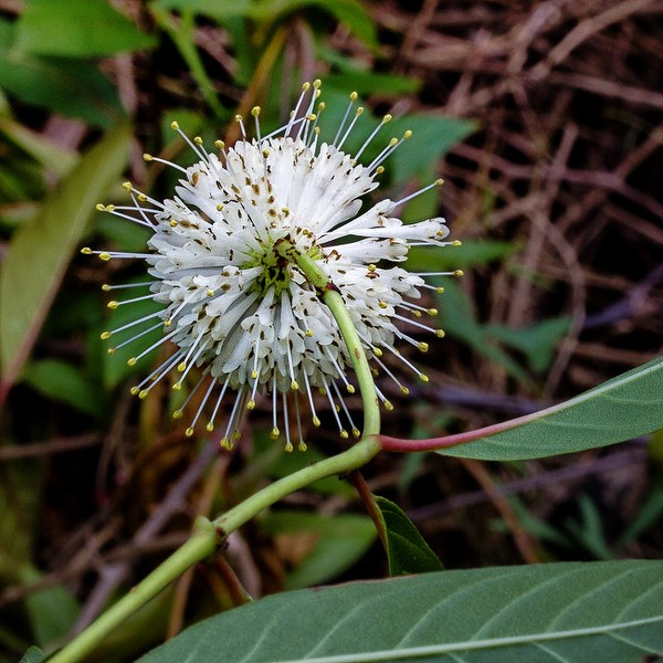 Cephalanthus medium close jb