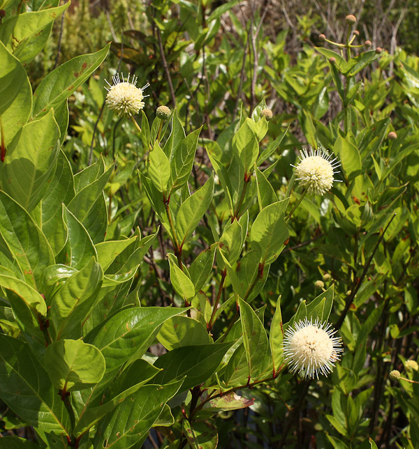 Cephalanthus occidentalis 1 medium jb