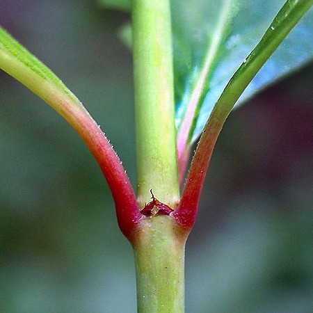 Cephalanthus occidentalis 3 stipule jb