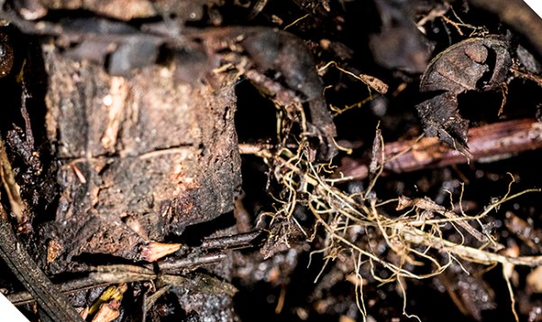 Cephalanthus root