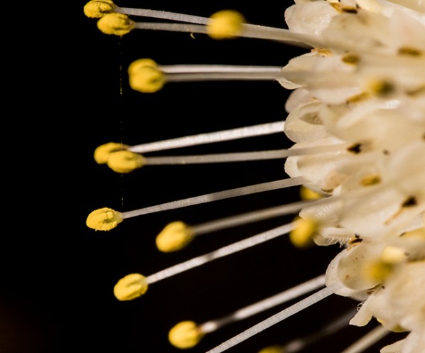 Cephalanthus stigmas