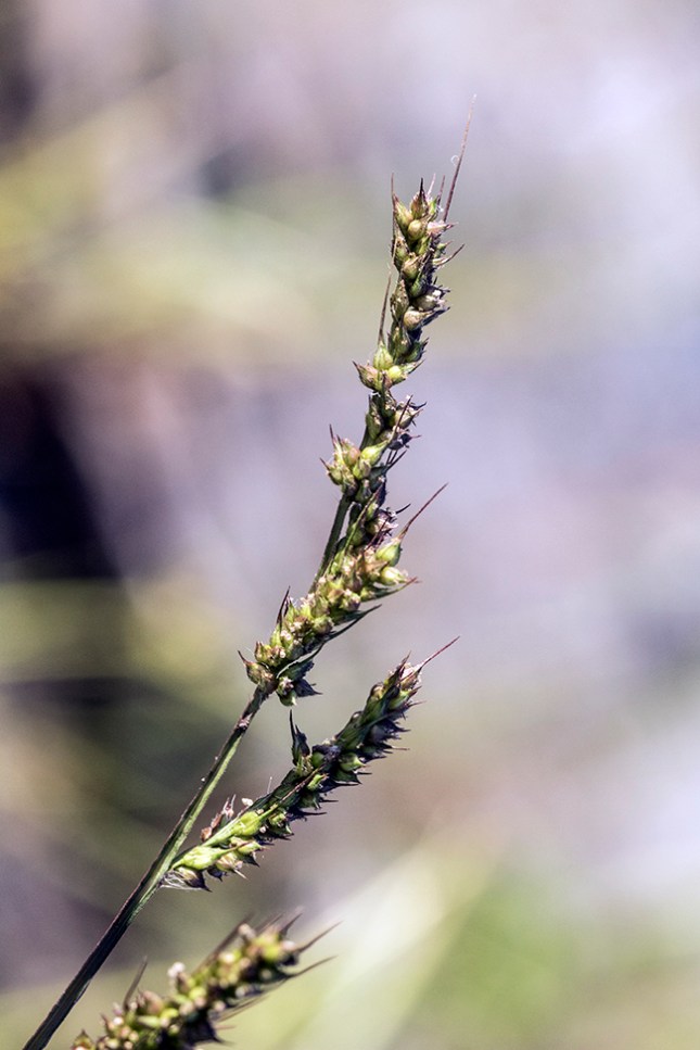 Echinochloa crus-galli inflore New Dev