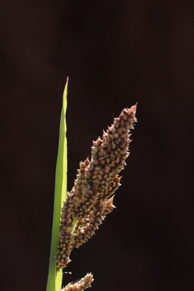 Echinochloa esculenta closeup black background