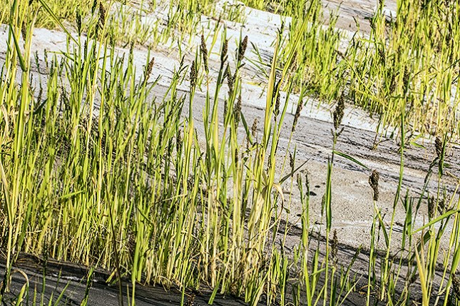 Echinochloa esculenta middle
